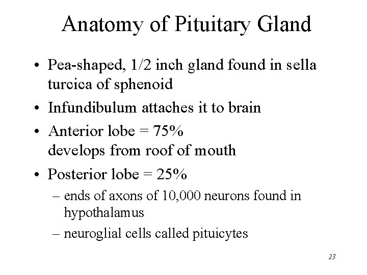 Anatomy of Pituitary Gland • Pea-shaped, 1/2 inch gland found in sella turcica of