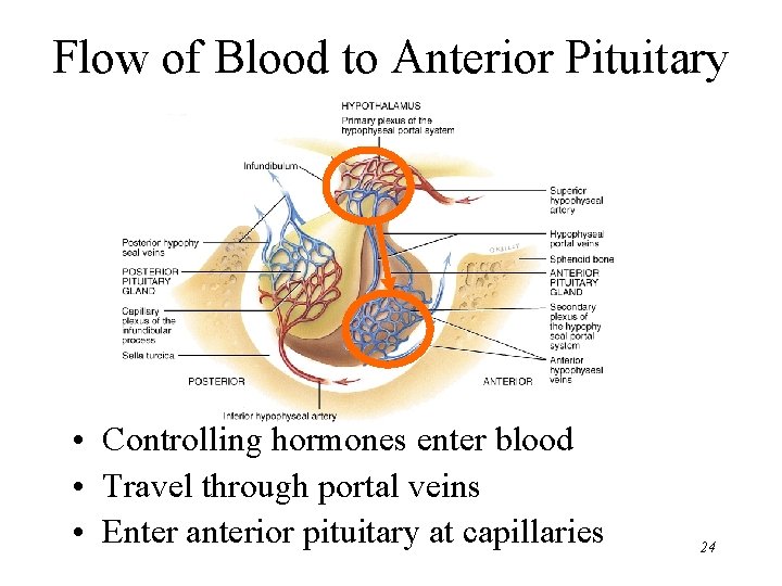 Flow of Blood to Anterior Pituitary • Controlling hormones enter blood • Travel through