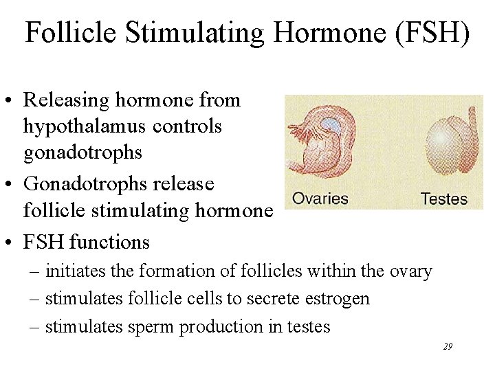 Follicle Stimulating Hormone (FSH) • Releasing hormone from hypothalamus controls gonadotrophs • Gonadotrophs release