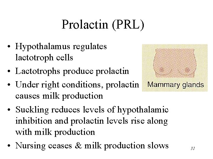 Prolactin (PRL) • Hypothalamus regulates lactotroph cells • Lactotrophs produce prolactin • Under right