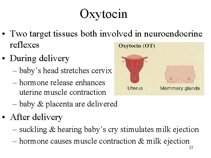 Oxytocin • Two target tissues both involved in neuroendocrine reflexes • During delivery –