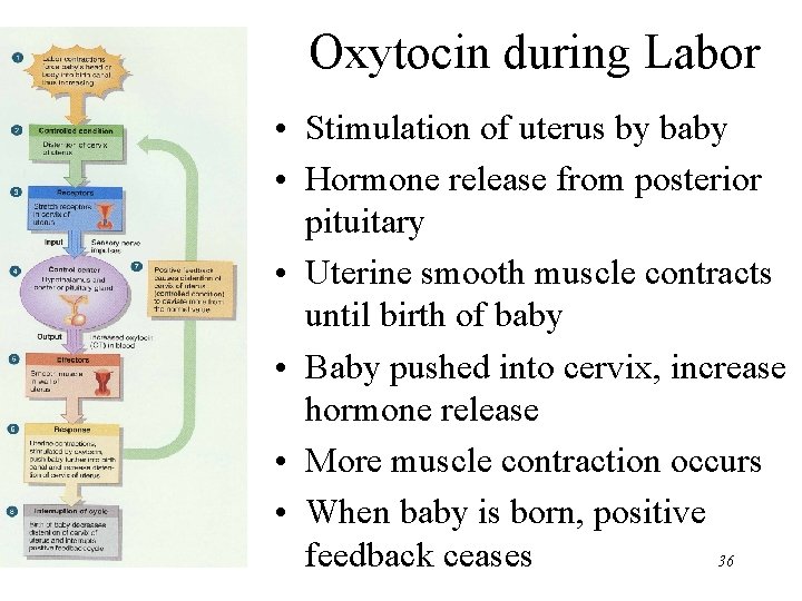 Oxytocin during Labor • Stimulation of uterus by baby • Hormone release from posterior