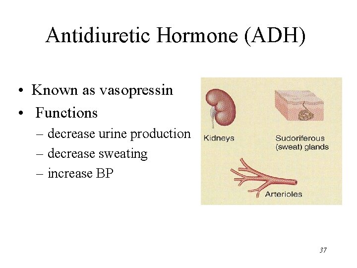 Antidiuretic Hormone (ADH) • Known as vasopressin • Functions – decrease urine production –