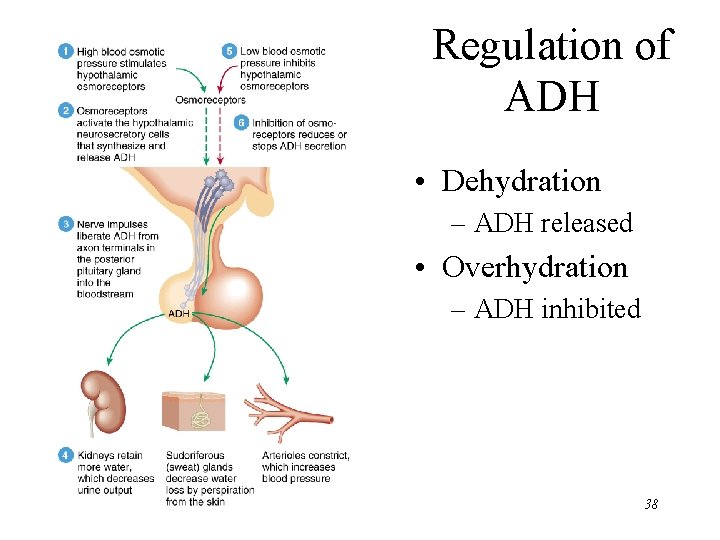 Regulation of ADH • Dehydration – ADH released • Overhydration – ADH inhibited 38