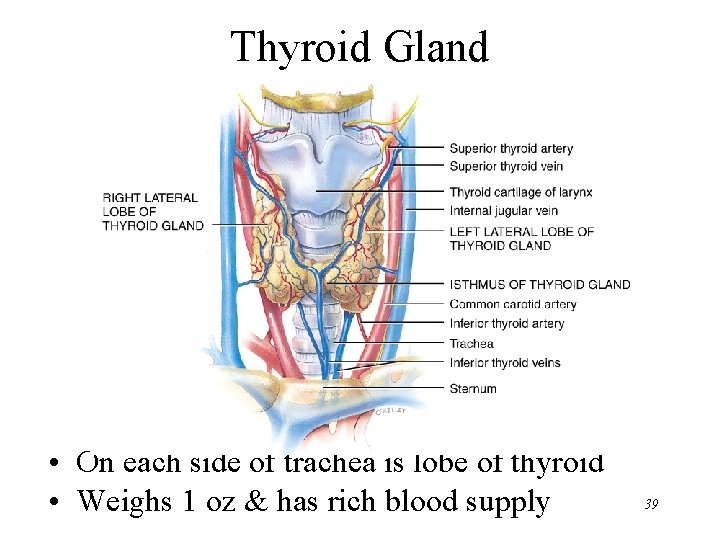 Thyroid Gland • On each side of trachea is lobe of thyroid • Weighs