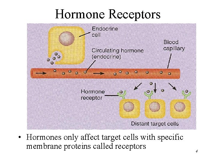 Hormone Receptors • Hormones only affect target cells with specific membrane proteins called receptors