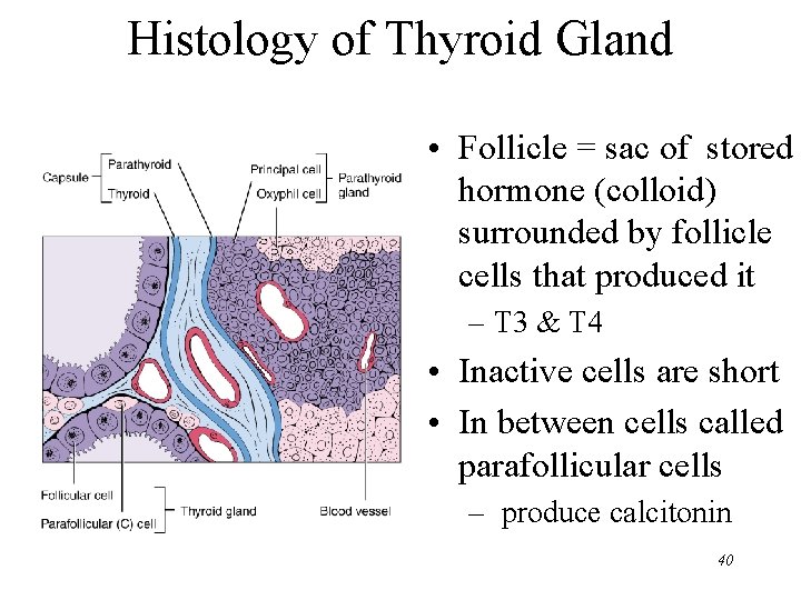 Histology of Thyroid Gland • Follicle = sac of stored hormone (colloid) surrounded by