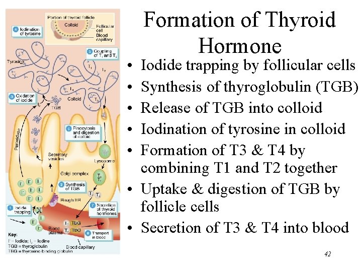  • • • Formation of Thyroid Hormone Iodide trapping by follicular cells Synthesis