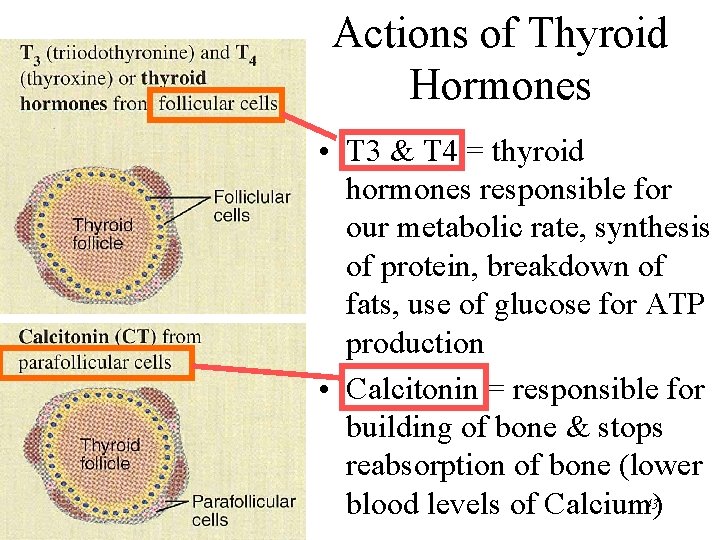 Actions of Thyroid Hormones • T 3 & T 4 = thyroid hormones responsible