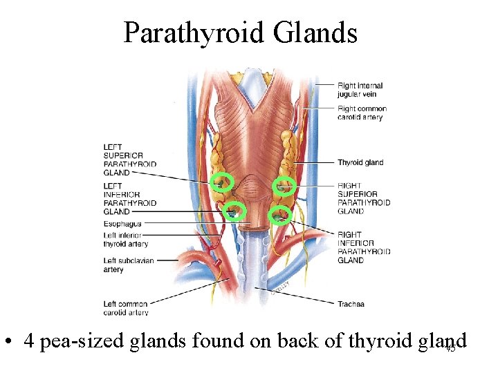 Parathyroid Glands • 4 pea-sized glands found on back of thyroid gland 45 