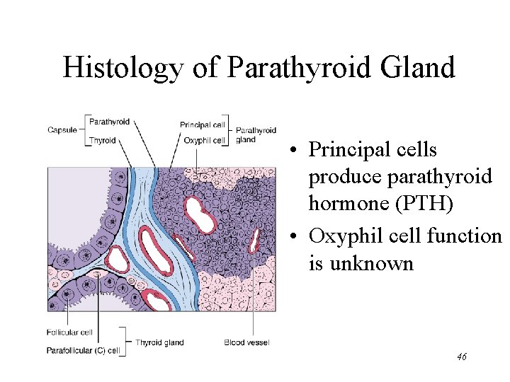 Histology of Parathyroid Gland • Principal cells produce parathyroid hormone (PTH) • Oxyphil cell