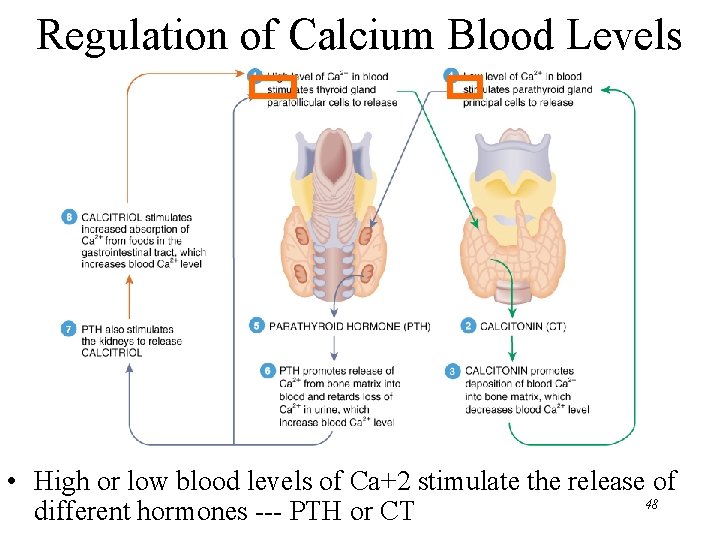 Regulation of Calcium Blood Levels • High or low blood levels of Ca+2 stimulate