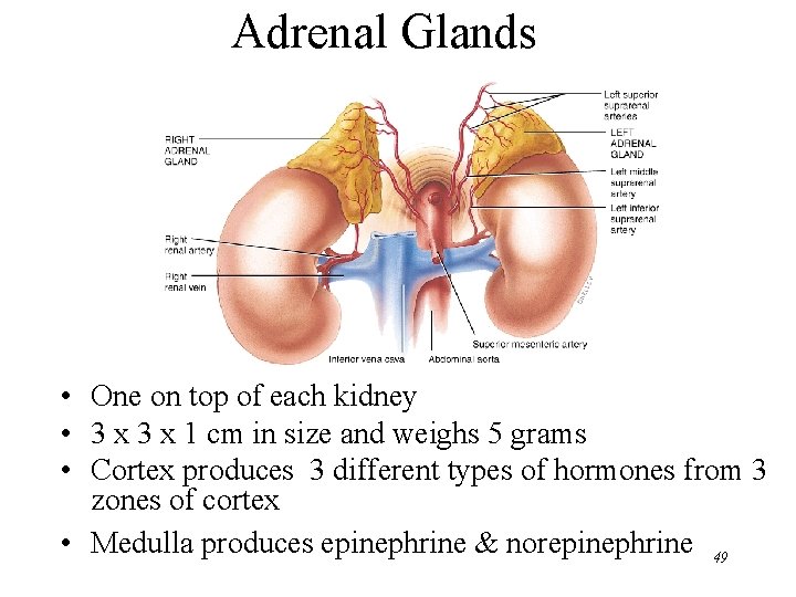 Adrenal Glands • One on top of each kidney • 3 x 1 cm