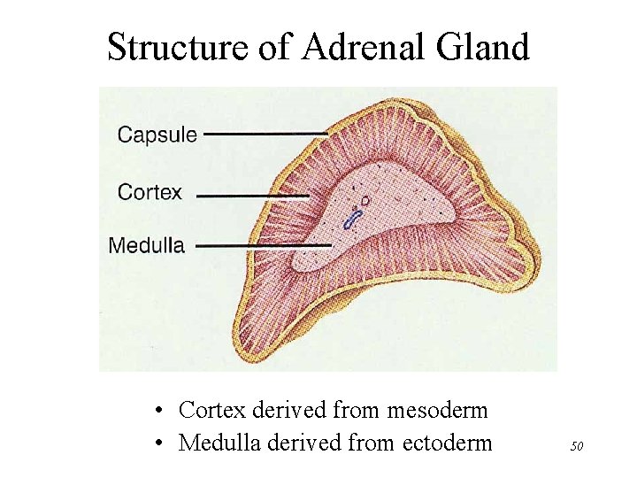 Structure of Adrenal Gland • Cortex derived from mesoderm • Medulla derived from ectoderm