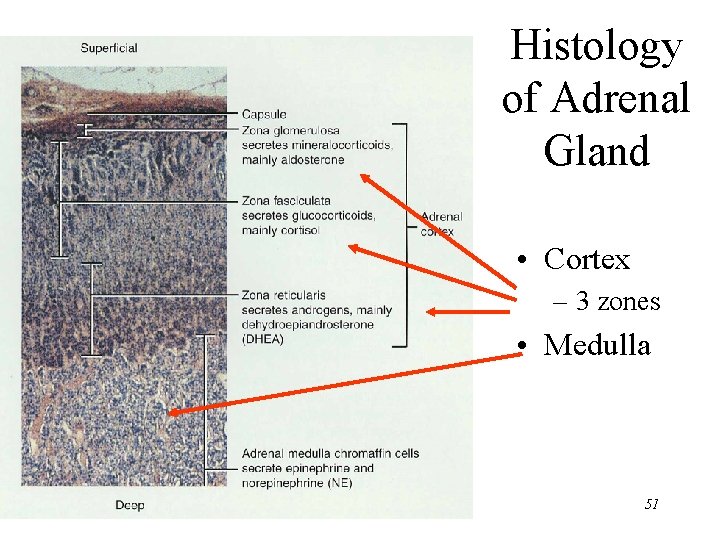 Histology of Adrenal Gland • Cortex – 3 zones • Medulla 51 