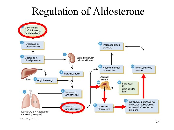 Regulation of Aldosterone 53 