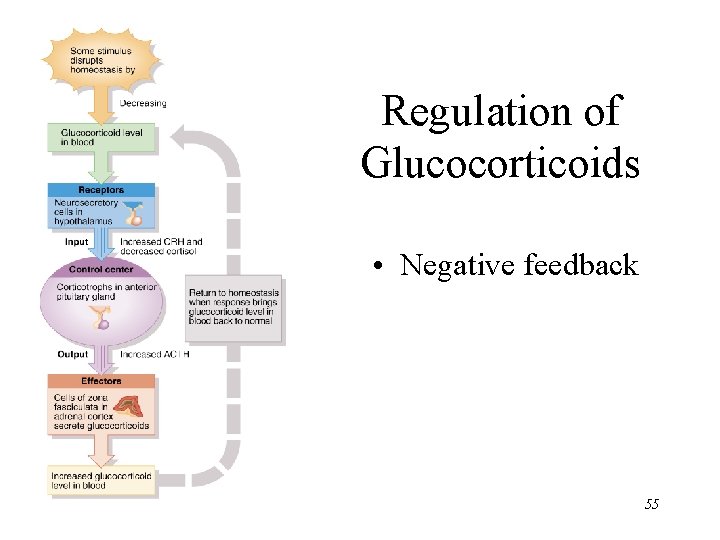 Regulation of Glucocorticoids • Negative feedback 55 