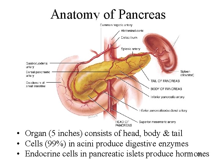 Anatomy of Pancreas • Organ (5 inches) consists of head, body & tail •