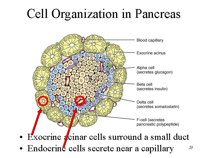 Cell Organization in Pancreas • Exocrine acinar cells surround a small duct 59 •