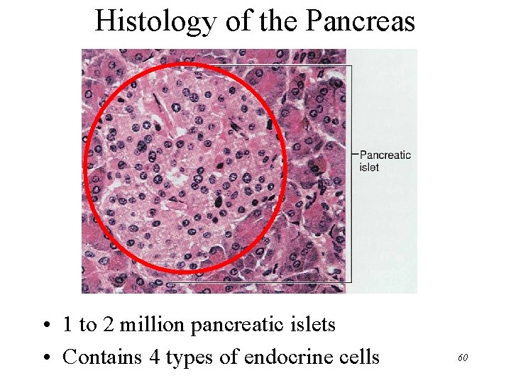 Histology of the Pancreas • 1 to 2 million pancreatic islets • Contains 4