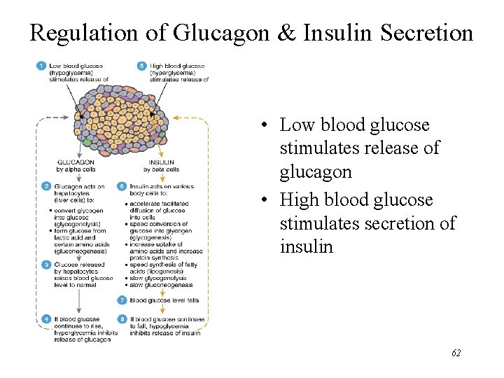 Regulation of Glucagon & Insulin Secretion • Low blood glucose stimulates release of glucagon