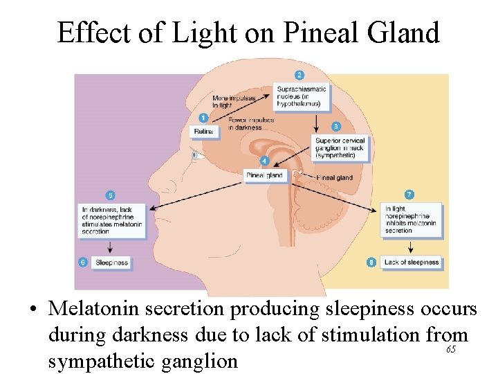 Effect of Light on Pineal Gland • Melatonin secretion producing sleepiness occurs during darkness