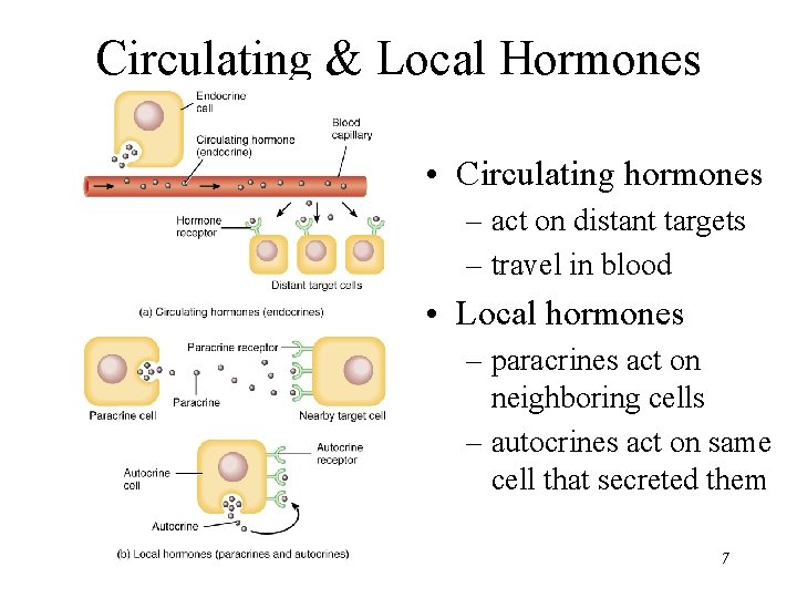 Circulating & Local Hormones • Circulating hormones – act on distant targets – travel