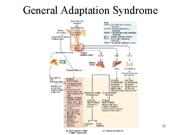 General Adaptation Syndrome 72 