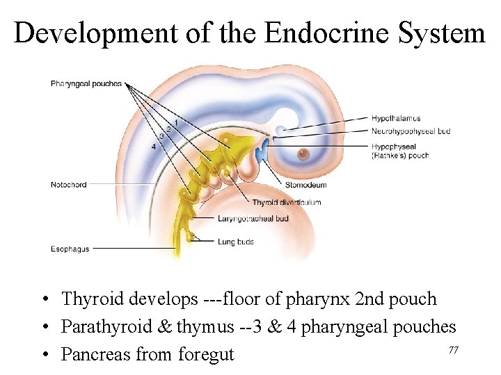 Development of the Endocrine System • Thyroid develops ---floor of pharynx 2 nd pouch