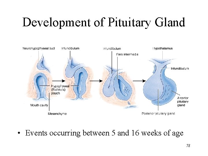 Development of Pituitary Gland • Events occurring between 5 and 16 weeks of age