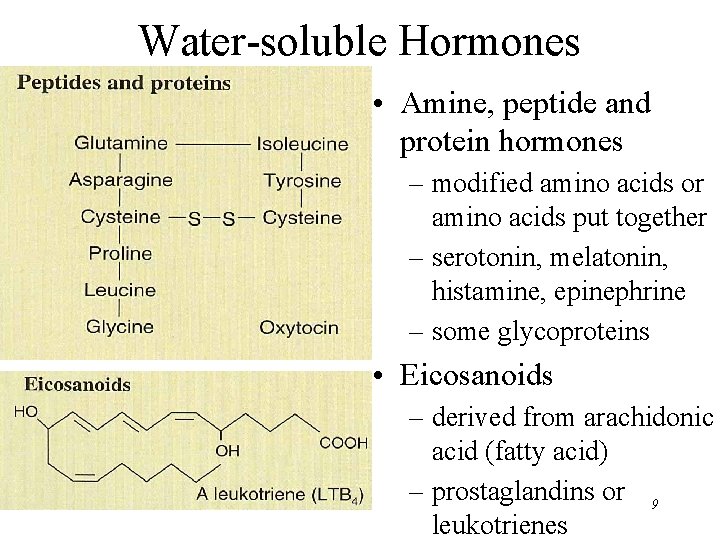 Water-soluble Hormones • Amine, peptide and protein hormones – modified amino acids or amino