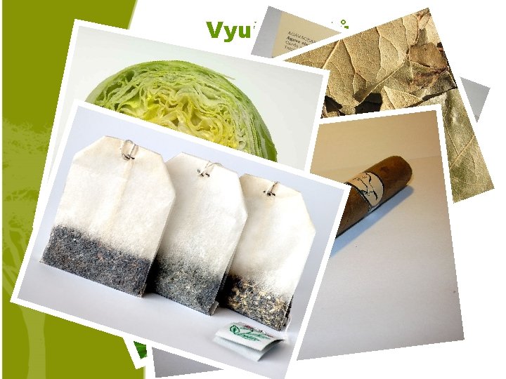 Využití listů o Zelenina (ledový salát) o Čaj o Koření (bobkový list) o Tabák,