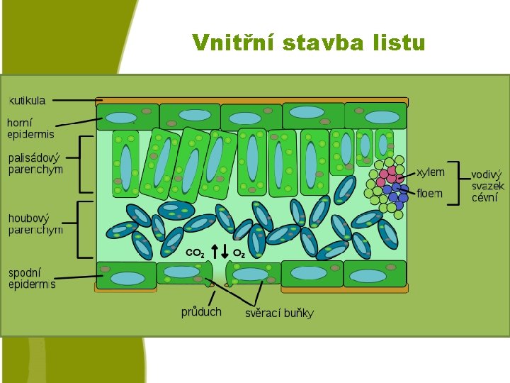 Vnitřní stavba listu o Pokožka krytá kutikulou, průduchy. o Mezofyl. • Palisádový parenchym-chloroplasty. •