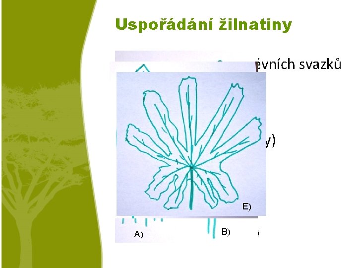 Uspořádání žilnatiny o Žilnatina = soubor cévních svazků v listu. A) Rovnoběžná - trávy