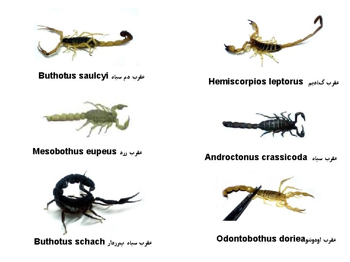 Buthotus saulcyi ﺳﻴﺎﻩ ﺩﻡ ﻋﻘﺮﺏ Mesobothus eupeus ﺯﺭﺩ ﻋﻘﺮﺏ Buthotus schach پﺮﺯﺩﺍﺭ ﺳﻴﺎﻩ ﻋﻘﺮﺏ