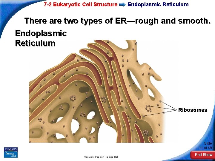 7 -2 Eukaryotic Cell Structure Endoplasmic Reticulum There are two types of ER—rough and