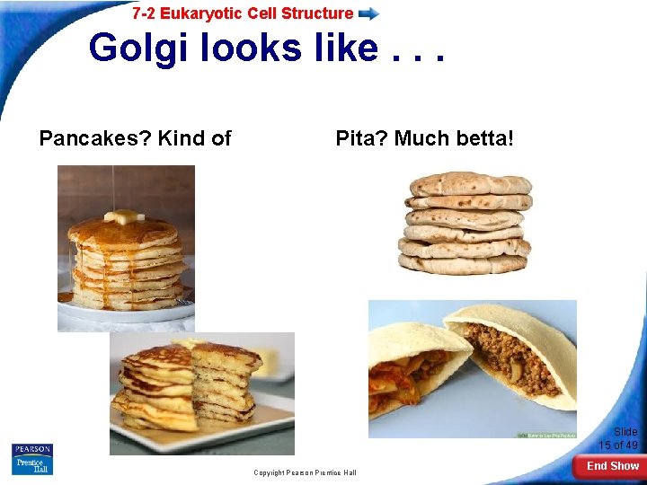 7 -2 Eukaryotic Cell Structure Golgi looks like. . . Pancakes? Kind of Pita?