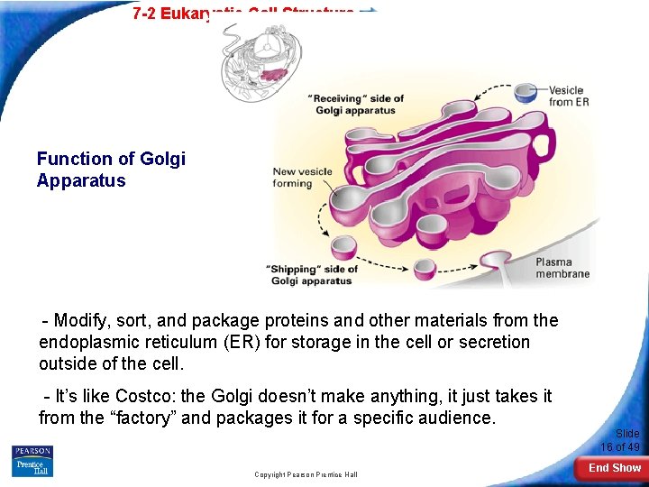7 -2 Eukaryotic Cell Structure Function of Golgi Apparatus - Modify, sort, and package