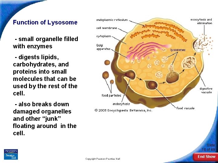 Function of Lysosome - small organelle filled with enzymes - digests lipids, carbohydrates, and