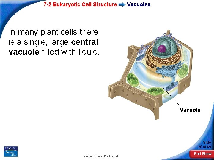 7 -2 Eukaryotic Cell Structure Vacuoles In many plant cells there is a single,