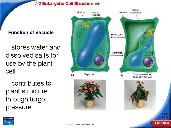 7 -2 Eukaryotic Cell Structure Function of Vacuole - stores water and dissolved salts