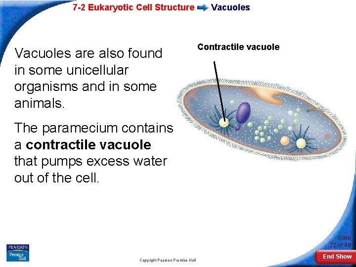 7 -2 Eukaryotic Cell Structure Vacuoles are also found in some unicellular organisms and