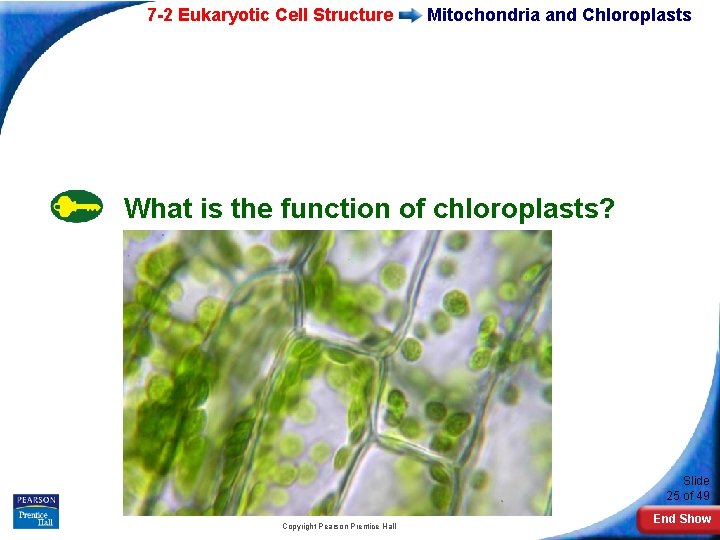 7 -2 Eukaryotic Cell Structure Mitochondria and Chloroplasts What is the function of chloroplasts?