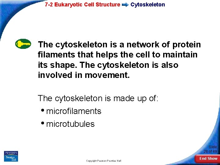 7 -2 Eukaryotic Cell Structure Cytoskeleton The cytoskeleton is a network of protein filaments