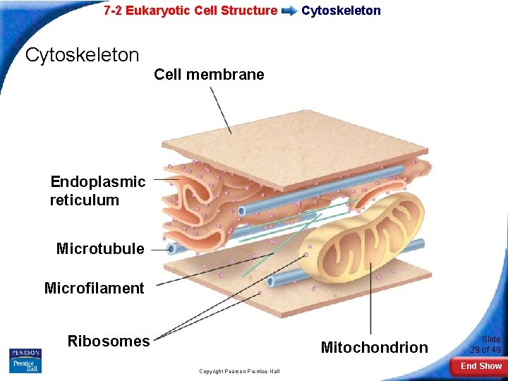 7 -2 Eukaryotic Cell Structure Cytoskeleton Cell membrane Endoplasmic reticulum Microtubule Microfilament Ribosomes Mitochondrion