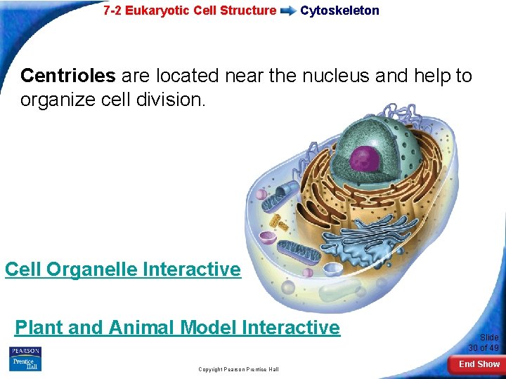 7 -2 Eukaryotic Cell Structure Cytoskeleton Centrioles are located near the nucleus and help
