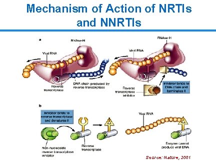 Mechanism of Action of NRTIs and NNRTIs Source: Nature 2001 Nature, 2001 Source: 12