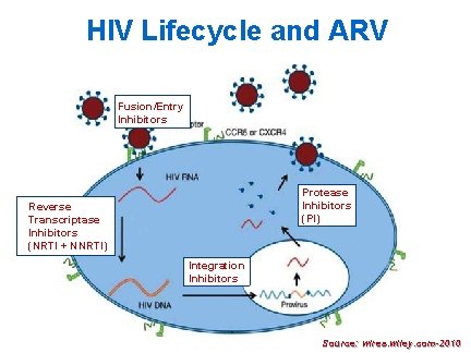 HIV Lifecycle and ARV Fusion/Entry Inhibitors Protease Inhibitors (PI) Reverse Transcriptase Inhibitors (NRTI +