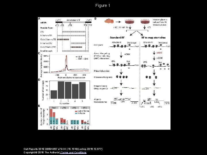 Figure 1 Cell Reports 2019 26594 -607. e 7 DOI: (10. 1016/j. celrep. 2018.