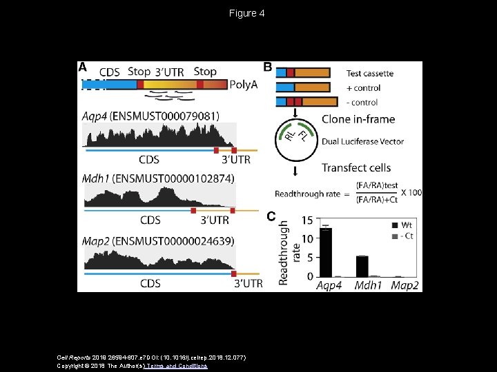 Figure 4 Cell Reports 2019 26594 -607. e 7 DOI: (10. 1016/j. celrep. 2018.